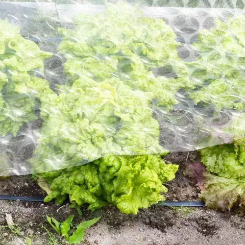 protection grele plante